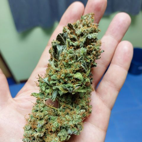 Maigualida growlog timeline photo