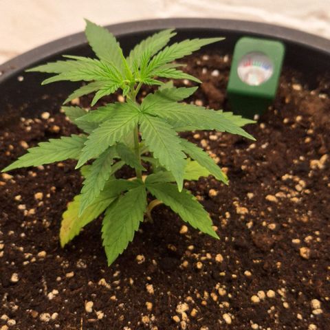 Tropical Cookies growlog timeline photo