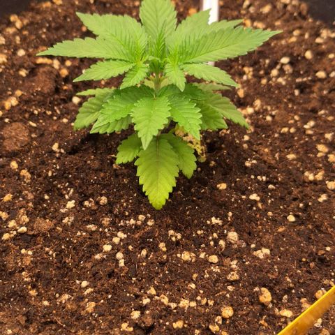 Sour Diesel growlog timeline photo