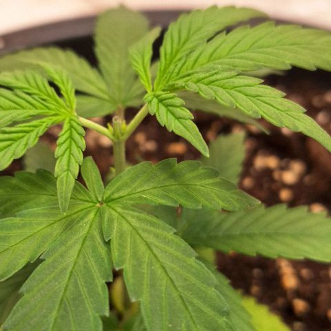 Tropical Cookies growlog timeline photo