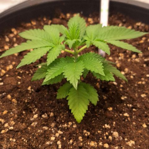 Sour Diesel growlog timeline photo