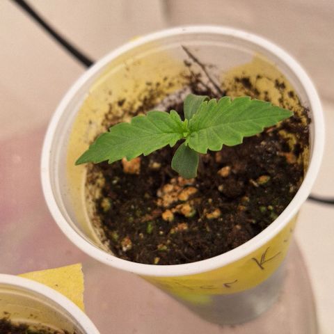Master Kush growlog timeline photo