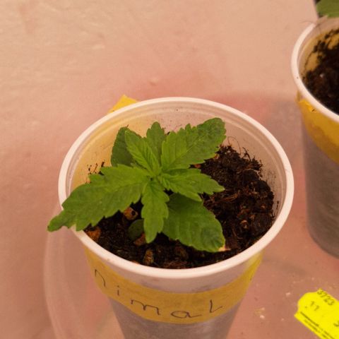 Animal Cookies growlog timeline photo