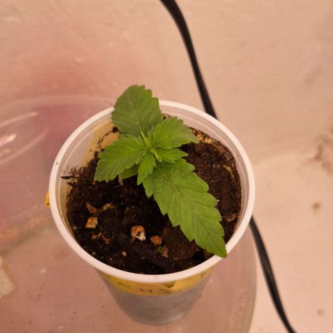Master Kush growlog timeline photo