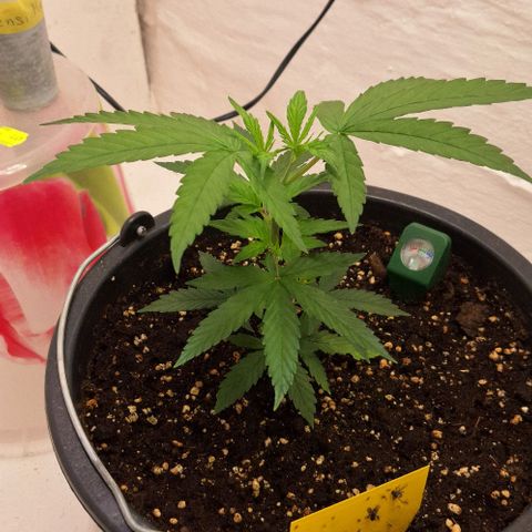 Tropical Cookies growlog timeline photo