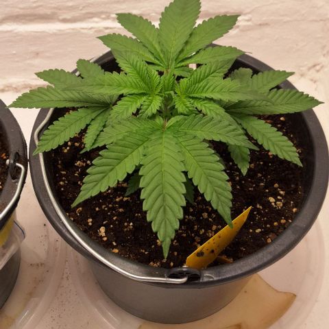 Sour Diesel growlog timeline photo
