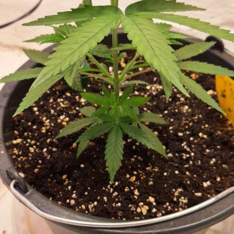 Tropical Cookies growlog timeline photo