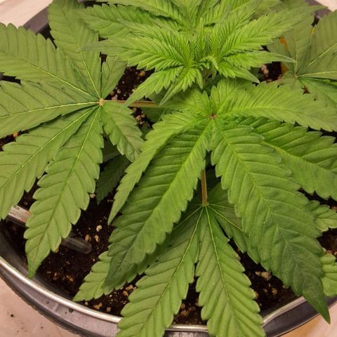 Sour Diesel growlog timeline photo