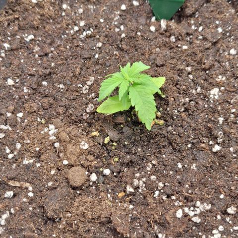 Animal Cookies growlog timeline photo