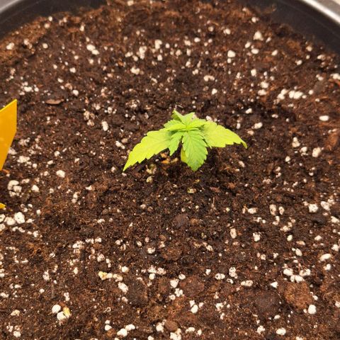 Master Kush growlog timeline photo