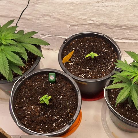 Master Kush growlog timeline photo