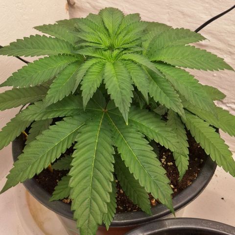 Sour Diesel growlog timeline photo