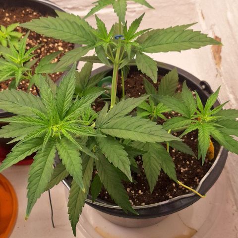 Tropical Cookies growlog timeline photo