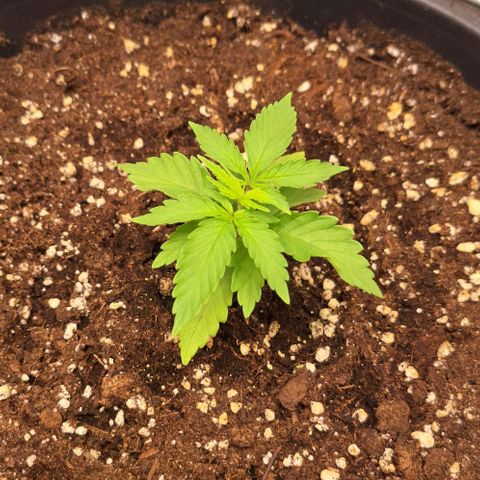 Master Kush growlog timeline photo