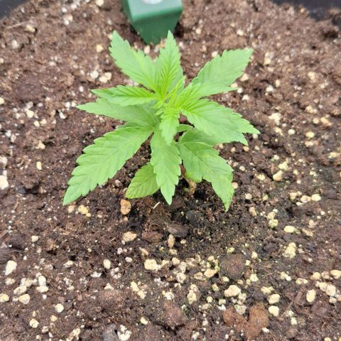Animal Cookies growlog timeline photo