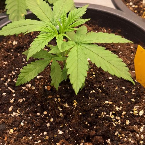 Animal Cookies growlog timeline photo