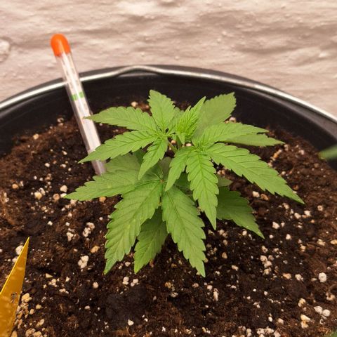 Master Kush growlog timeline photo