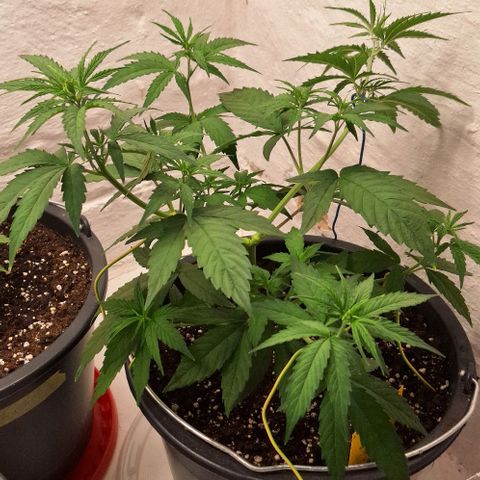 Tropical Cookies growlog timeline photo