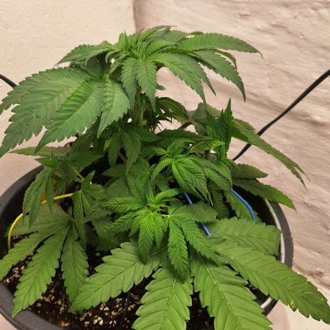 Sour Diesel growlog timeline photo