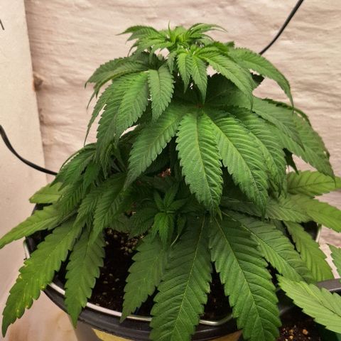 Sour Diesel growlog timeline photo