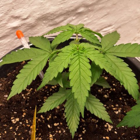 Master Kush growlog timeline photo