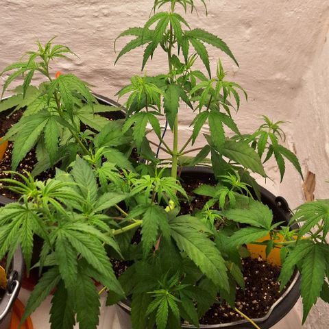 Tropical Cookies growlog timeline photo