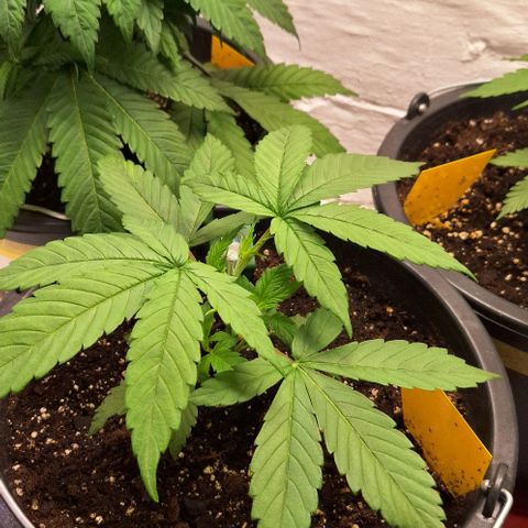 Animal Cookies growlog timeline photo