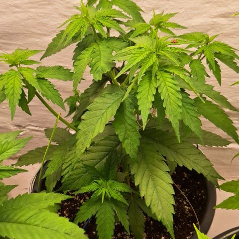 Master Kush growlog timeline photo