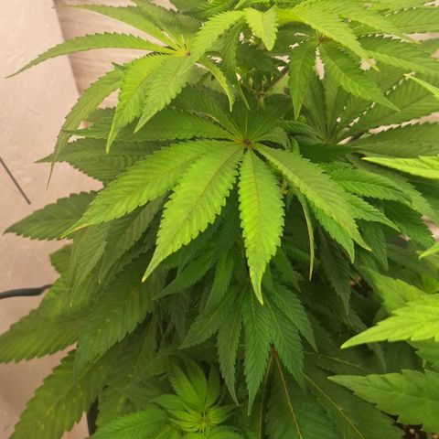 Sour Diesel growlog timeline photo