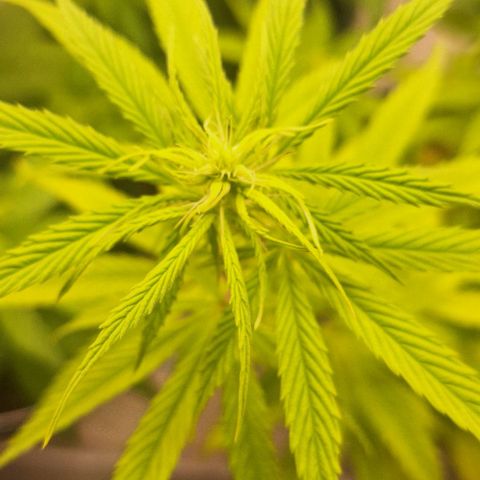 Tropical Cookies growlog timeline photo