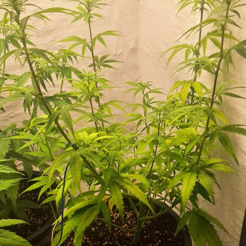 Tropical Cookies growlog timeline photo