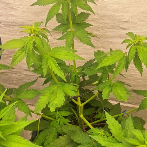 Master Kush growlog timeline photo