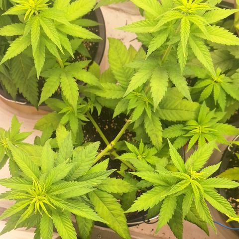 Animal Cookies growlog timeline photo