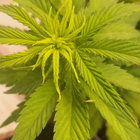 Animal Cookies growlog timeline photo