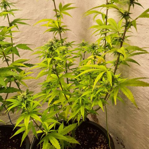 Tropical Cookies growlog timeline photo