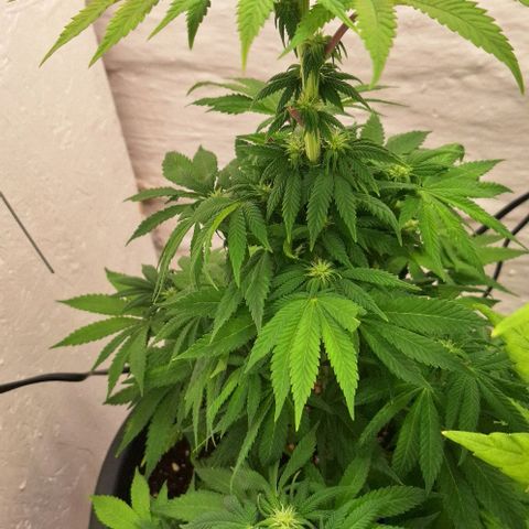 Sour Diesel growlog timeline photo
