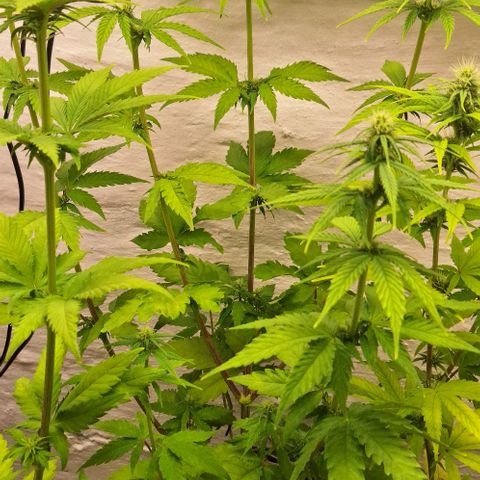 Master Kush growlog timeline photo