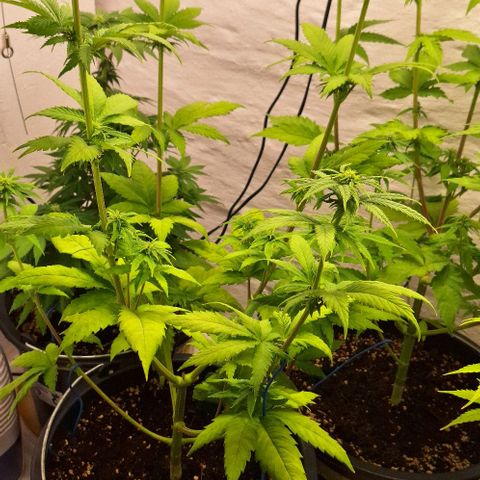 Animal Cookies growlog timeline photo