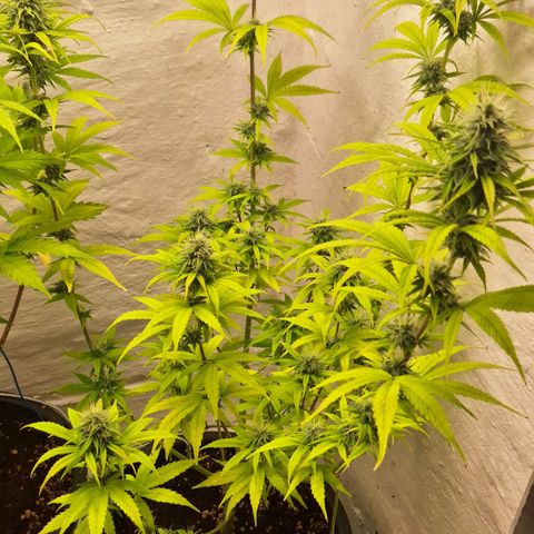 Tropical Cookies growlog timeline photo