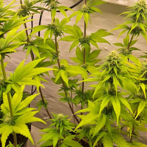 Master Kush growlog timeline photo