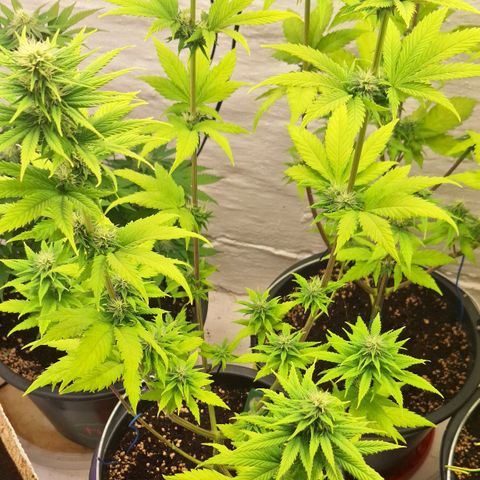 Animal Cookies growlog timeline photo