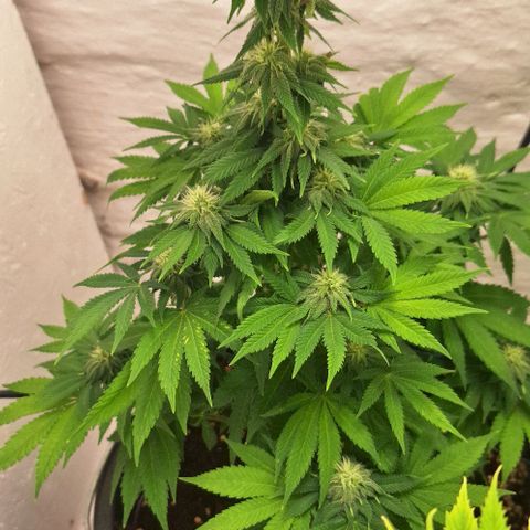 Sour Diesel growlog timeline photo