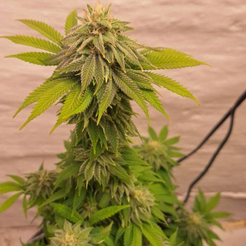 Sour Diesel growlog timeline photo