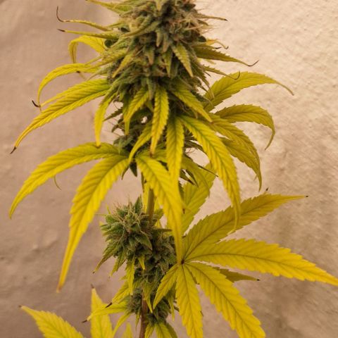 Tropical Cookies growlog timeline photo