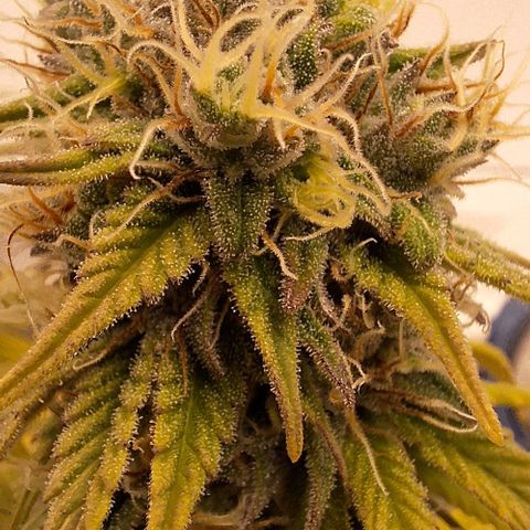 Master Kush growlog timeline photo