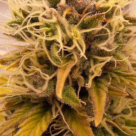 Animal Cookies growlog timeline photo