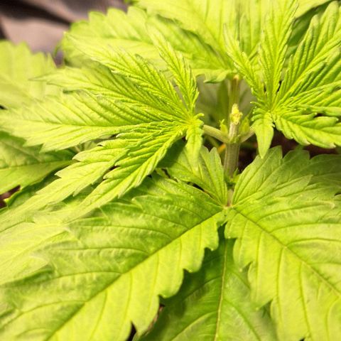 Sensi Master Kush  growlog timeline photo