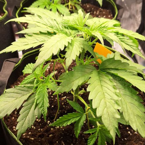 Sensi Master Kush  growlog timeline photo