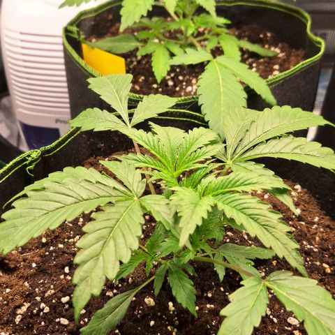 Pineapple Fruz Fem growlog timeline photo