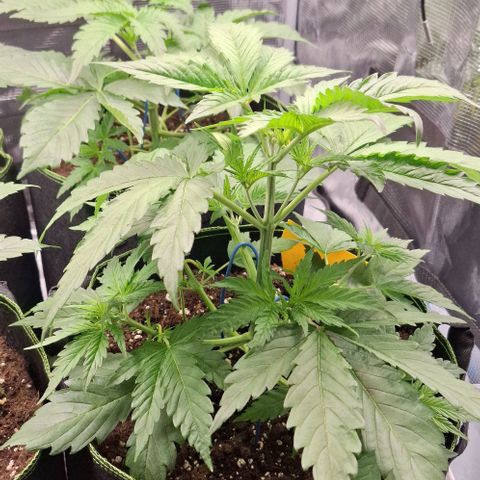 Sensi Master Kush  growlog timeline photo